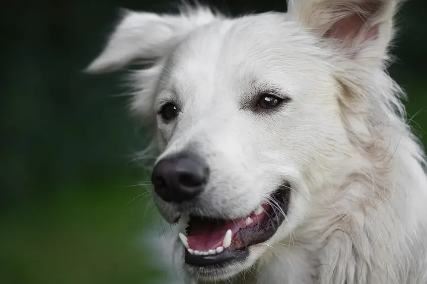 6 Dicas Infalíveis para Rejuvenescer Seu Cão Idoso