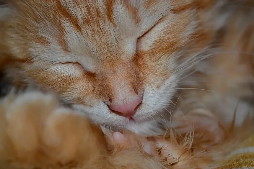 7 Dicas Infalíveis para Criar Laços Fortes com Seu Gato