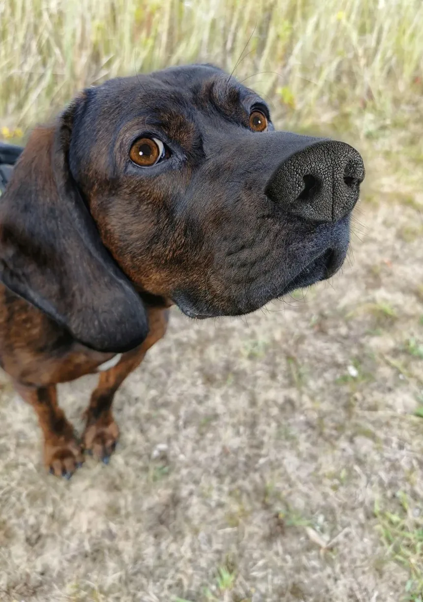 Alergia à Saliva de Cão: Sintomas e Como Viver com Seu Pet