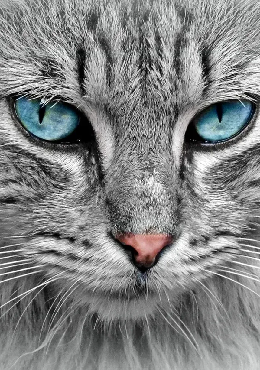 Como saber se o meu gato está com dor: sinais e o que fazer
