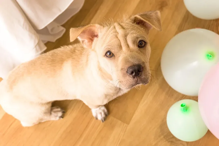 Cachorro Latindo à Noite: 6 Razões e Como Parar