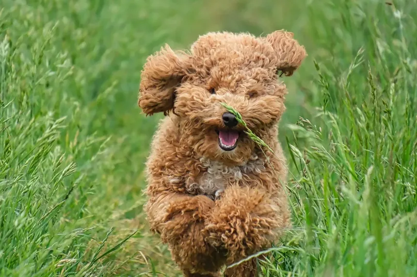 Como Saber Se Seu Cachorro Está Enjoado: Sinais e Soluções