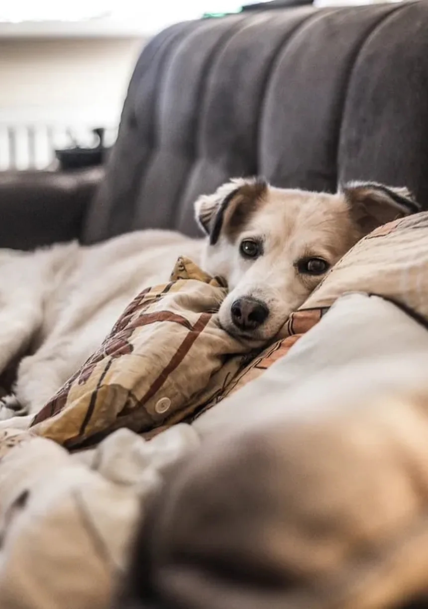 Como Saber se as Gengivas do Seu Cão Estão Saudáveis: Guia Completo