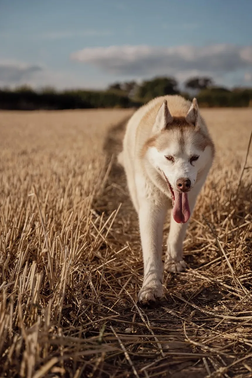 Como Proteger Cães e Gatos de Carrapatos com os Remédios Certos