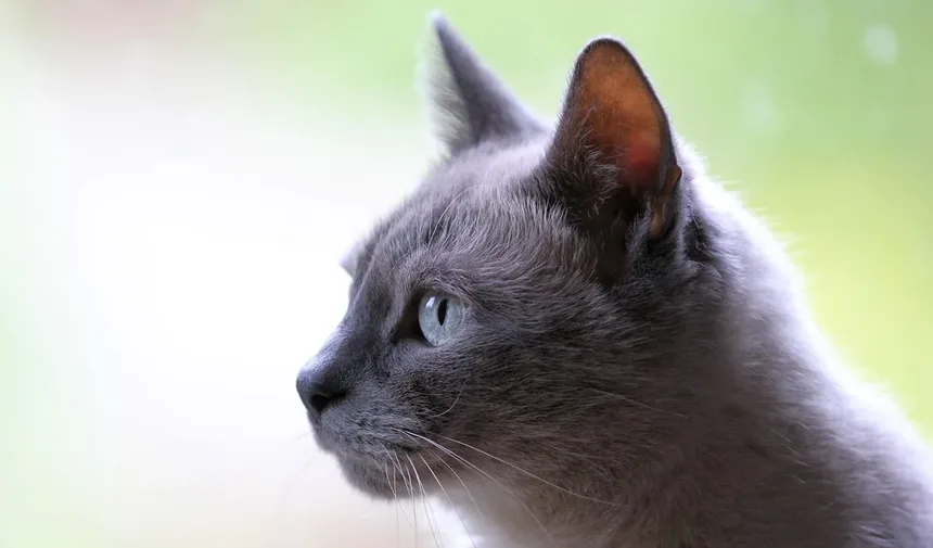 Como Proteger Seu Gato dos Perigos das Carrapatos: Guia Completo