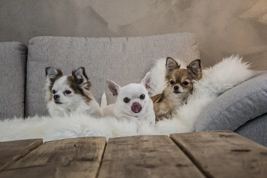 Alimentação Ideal para Porquinhos-da-índia: Guia Completo para Proprietários