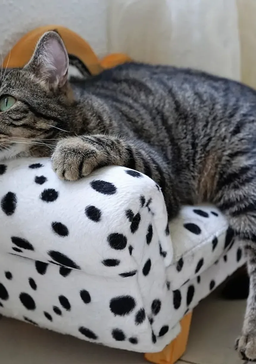 Gatos Independentes: 5 Raças Perfeitas para Quem Tem Rotinas Agitadas