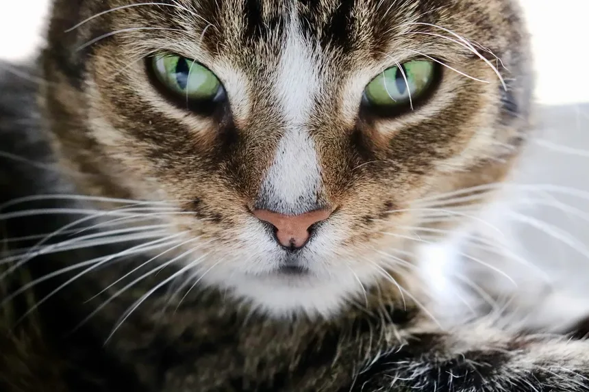 Cronograma e Custos de Vacinação de Gatinhos