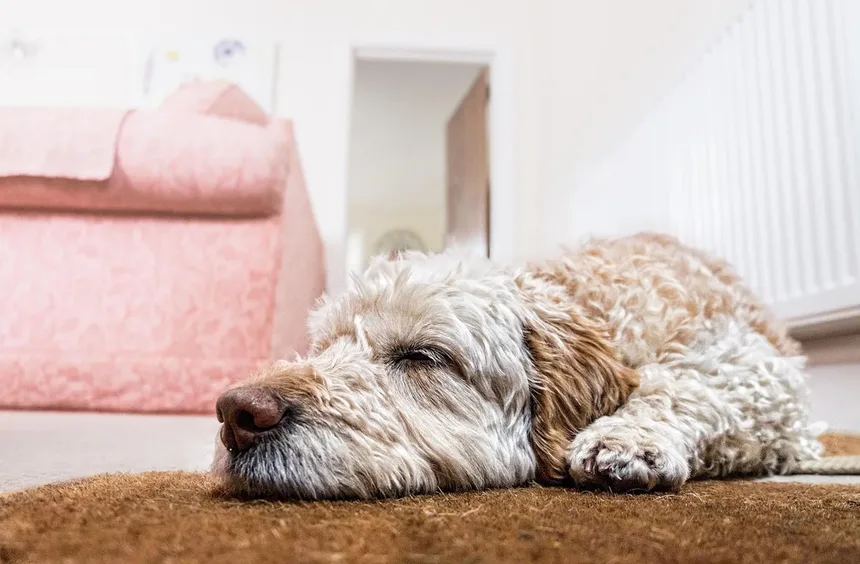 Lisina para Animais de Estimação: Como Este Aminoácido Combate o Vírus Herpes?