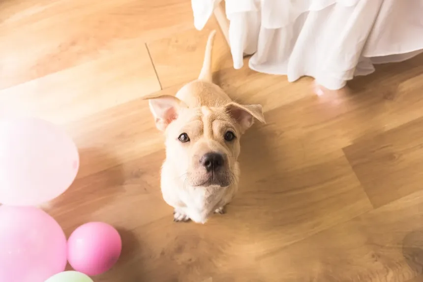Vacina contra Raiva para Cães: Guia Completo e Obrigatório