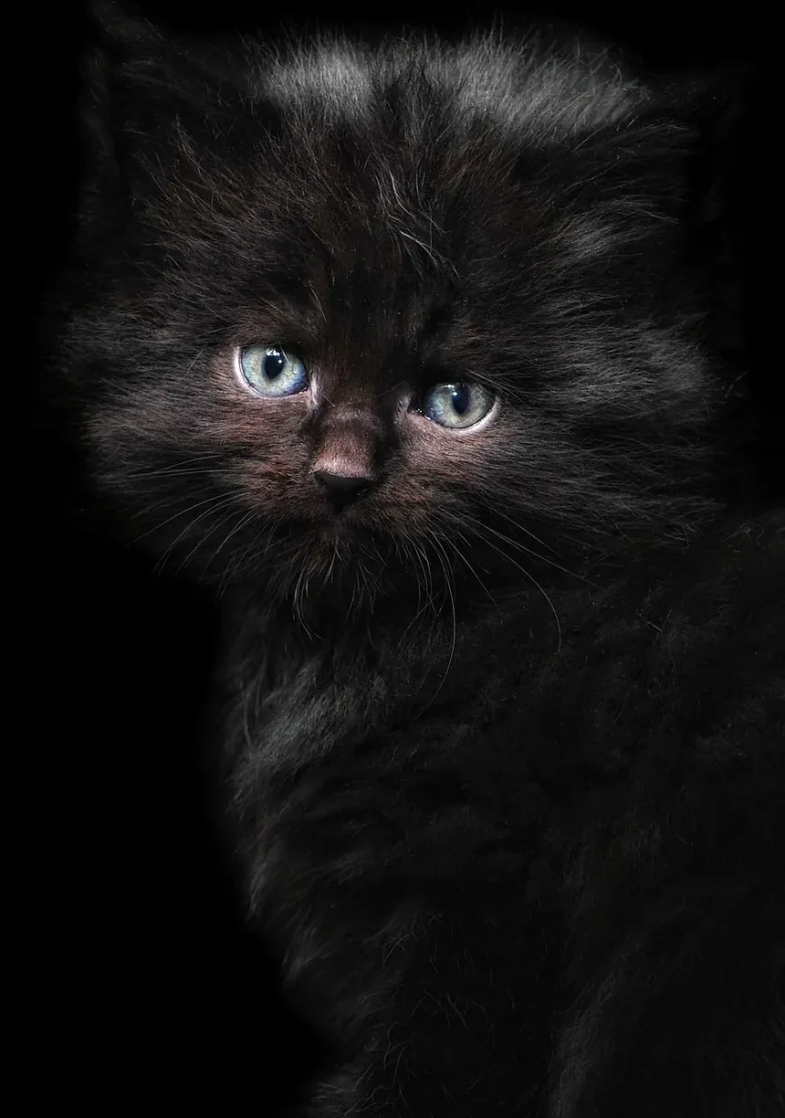 Quando os Gatos Param de Crescer? Descubra Agora!