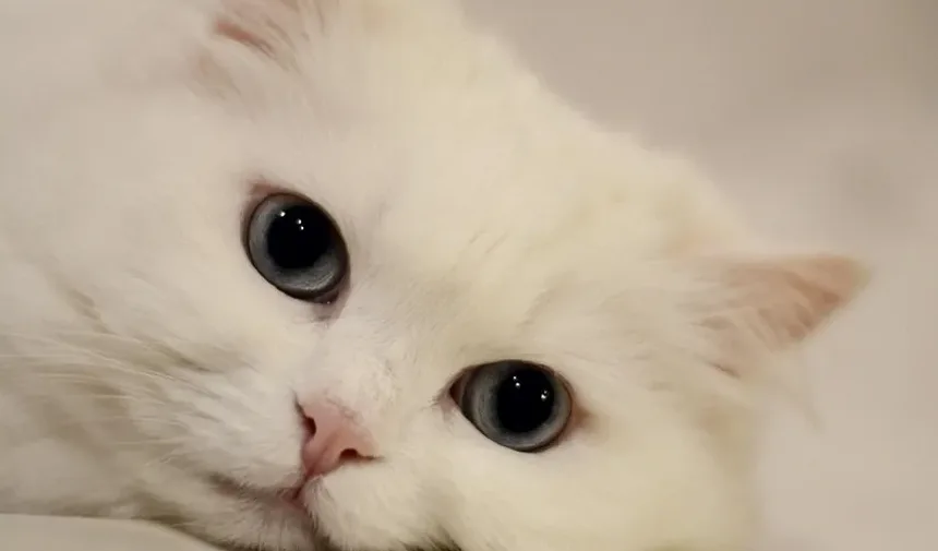 Essenciais do Kit de Primeiros Socorros para Gatos: O Que Você Precisa Preparar