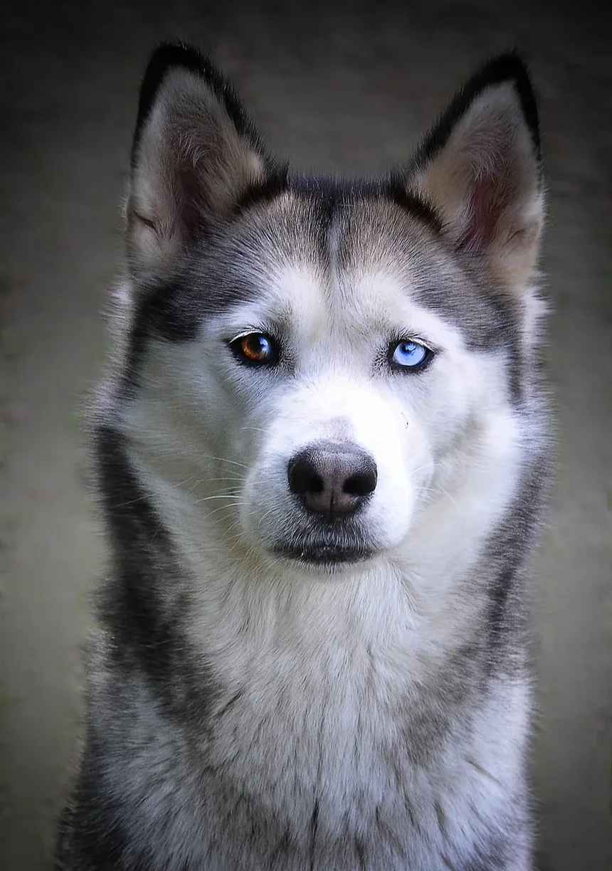 Como Cuidar de Cães Idosos: Dicas Essenciais para Proprietários de Cães Seniores